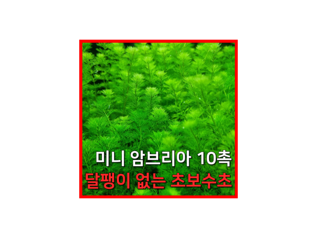 미니암브리아 쇼핑 정보 공유